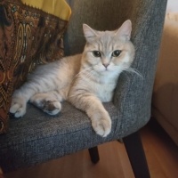 British Shorthair, Kedi  Çiko fotoğrafı