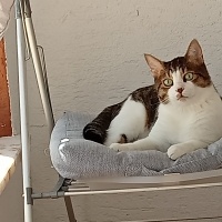 Tekir Kedi, Kedi  İrmik fotoğrafı