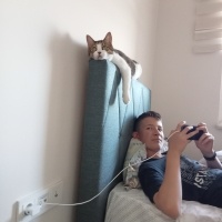 Tekir Kedi, Kedi  İrmik fotoğrafı