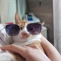 Tekir Kedi, Kedi  Çiçek Mississippi fotoğrafı