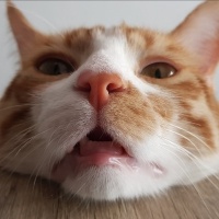 Tekir Kedi, Kedi  Çiçek Mississippi fotoğrafı