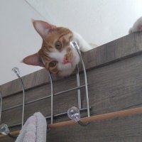 Tekir Kedi, Kedi  Çiçek Mississippi fotoğrafı