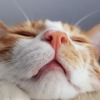 Tekir Kedi, Kedi  Çiçek Mississippi fotoğrafı