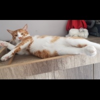 Tekir Kedi, Kedi  Çiçek Mississippi fotoğrafı