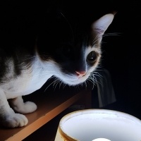 Tekir Kedi, Kedi  Çiçek Mississippi fotoğrafı