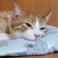 Tekir Kedi, Kedi  Çiçek Mississippi fotoğrafı