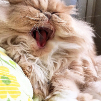 İran Kedisi (Persian), Kedi  Victoria  fotoğrafı