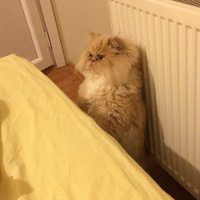 İran Kedisi (Persian), Kedi  Victoria  fotoğrafı