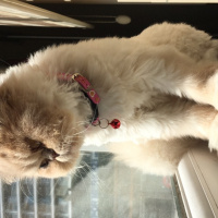 İran Kedisi (Persian), Kedi  Victoria  fotoğrafı