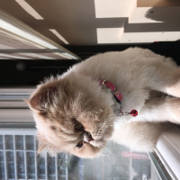 İran Kedisi (Persian), Kedi  Victoria  fotoğrafı