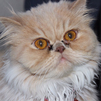 İran Kedisi (Persian), Kedi  Victoria  fotoğrafı