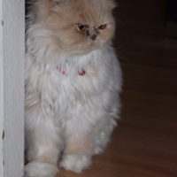 İran Kedisi (Persian), Kedi  Victoria  fotoğrafı