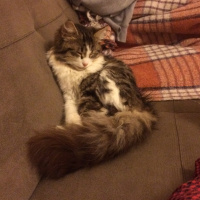 Chinchilla, Kedi  Mart fotoğrafı