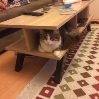 Chinchilla, Kedi  Mart fotoğrafı