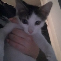 Tekir Kedi, Kedi  Ponçik fotoğrafı