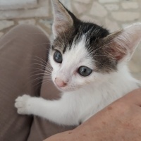 Tekir Kedi, Kedi  Ponçik fotoğrafı