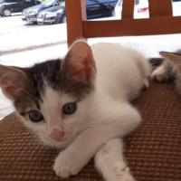 Tekir Kedi, Kedi  Ponçik fotoğrafı