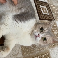 British Shorthair, Kedi  latte fotoğrafı