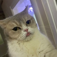 British Shorthair, Kedi  latte fotoğrafı