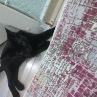 Tekir Kedi, Kedi  Zeytin fotoğrafı