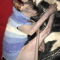 Sphynx, Kedi  Sezar fotoğrafı