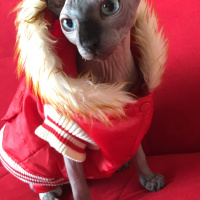 Sphynx, Kedi  Sezar fotoğrafı