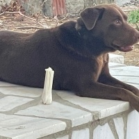 Labrador Retriever, Köpek  Kaptan fotoğrafı