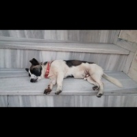 Jack Russell Terrier, Köpek  tarçın fotoğrafı