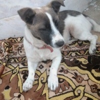 Jack Russell Terrier, Köpek  tarçın fotoğrafı