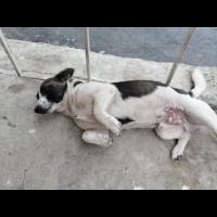 Jack Russell Terrier, Köpek  tarçın fotoğrafı
