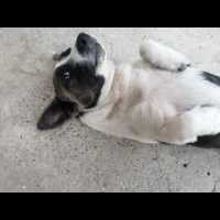 Jack Russell Terrier, Köpek  tarçın fotoğrafı