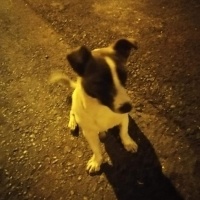 Jack Russell Terrier, Köpek  tarçın fotoğrafı