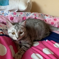 Tekir Kedi, Kedi  Patik fotoğrafı