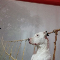Dogo Arjantin, Köpek  asil fotoğrafı