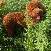 Poodle (Minyatür Kaniş), Köpek  RİO fotoğrafı