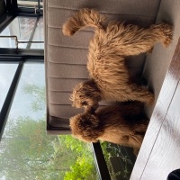 Poodle (Minyatür Kaniş), Köpek  RİO fotoğrafı