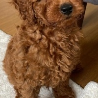 Poodle (Minyatür Kaniş), Köpek  RİO fotoğrafı