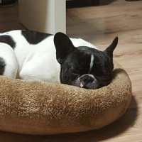 Fransız Bulldog, Köpek  tipsiz fotoğrafı