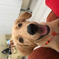 Golden Retriever, Köpek  Tarçın fotoğrafı