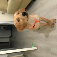 Golden Retriever, Köpek  Tarçın fotoğrafı