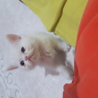 Scottish Fold, Kedi  Birbirinden tatlı minikler fotoğrafı