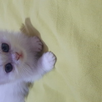 Scottish Fold, Kedi  Birbirinden tatlı minikler fotoğrafı