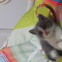 Scottish Fold, Kedi  Birbirinden tatlı minikler fotoğrafı