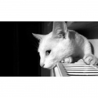 Van Kedisi, Kedi  Hera fotoğrafı