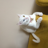Van Kedisi, Kedi  Hera fotoğrafı