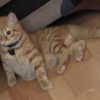 Tekir Kedi, Kedi  Limon fotoğrafı