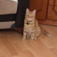 Tekir Kedi, Kedi  Limon fotoğrafı
