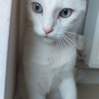 Ankara Kedisi, Kedi  Venüs fotoğrafı
