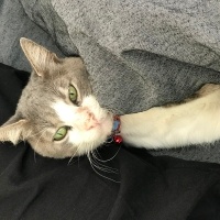 Tekir Kedi, Kedi  Bingo fotoğrafı