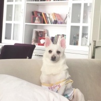 Pomeranyalı, Köpek  Muhtar fotoğrafı